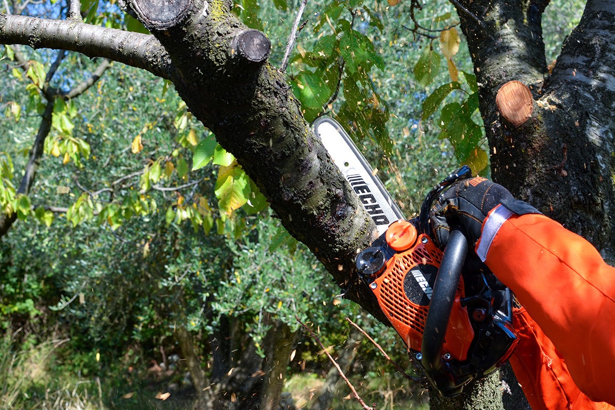 guida all'acquisto della motosega 3