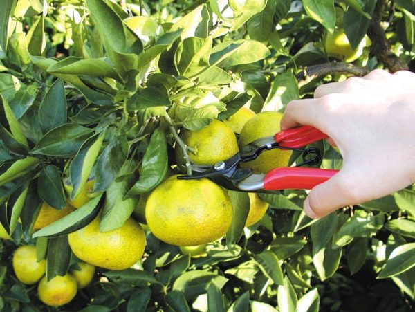 Forbice Raccolta Frutta Ars 310 - immagine 3