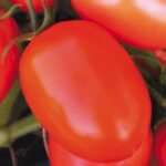 semi pomodoro rio grande salsa