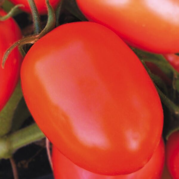 semi pomodoro rio grande salsa