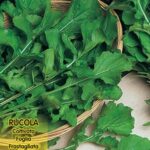 semi rucola frastagliata four