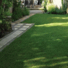 Prato Germinal Shadow Mix particolare tappeto erboso prato
