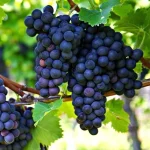Barbatelle Nero d'Avola Innestate