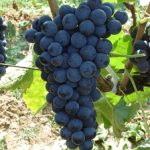 barbatelle aglianico innestate