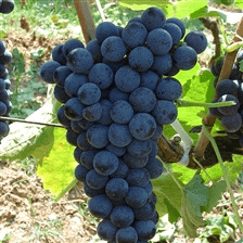 barbatelle aglianico innestate