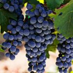 barbatelle cabernet sauvignon innestate