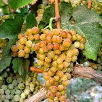 barbatelle greco bianco innestate