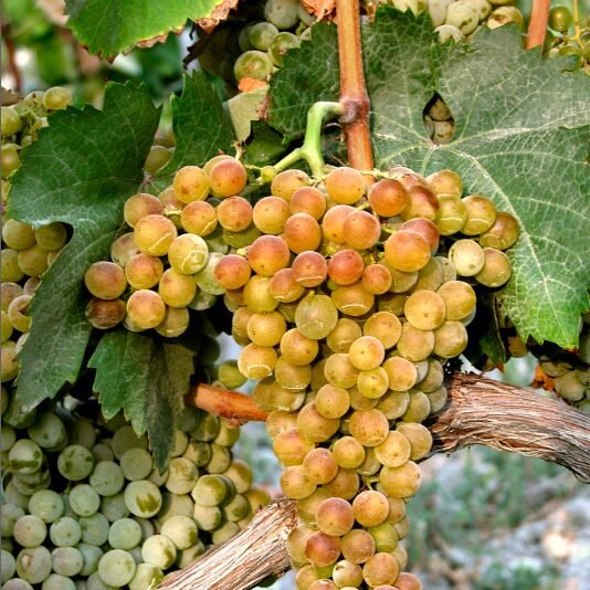 barbatelle greco bianco innestate