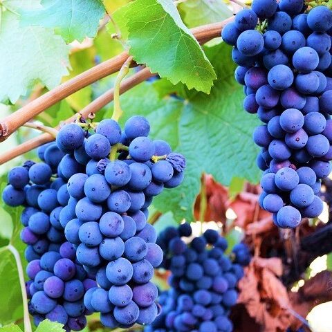 barbatelle magliocco dolce innestate