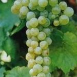 barbatelle pecorino innestate