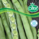 semi fava olter sciabola verde