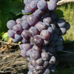 barbatelle gaglioppo innestate