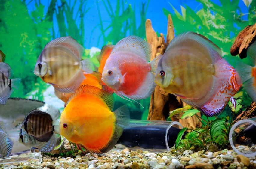 Acquariologia
