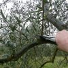 Corso potatura professionale olivo