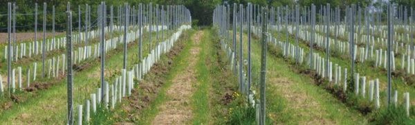 shelter protezione barbatelle flat p 3