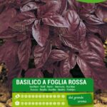 Basilico foglia rossa semi