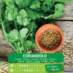 Olter Coriandolo semi