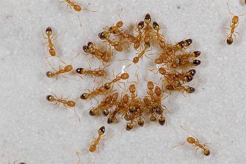 Eliminare le formiche in casa