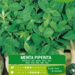 olter menta piperita semi