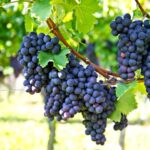 Barbatelle Innestate Sangiovese
