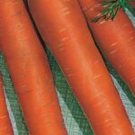 semi di carota flakkée