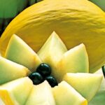 semi di melone rugoso giallo di cosenza