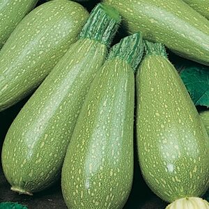 semi di zucchino bolognese four sementi