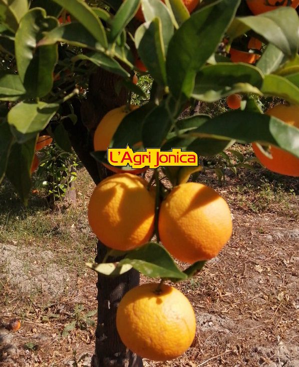 pianta arancio tardivo trebisacce