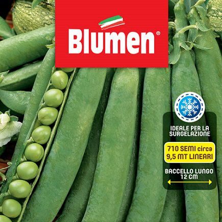 pisello rampicante alderman