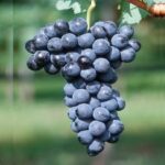 Barbatelle Merlot Innestate