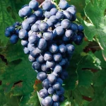 Barbatelle Montepulciano Innestate