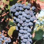 Barbatelle Nerello Mascalese Innestate