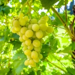 barbatelle italia innestate